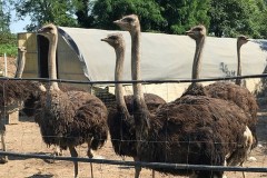 Agriturismo-Dolce-Luna-animali