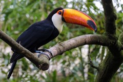 oasi-santalessio-Pavia-natura-animali